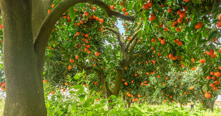 Tangerine tree or Citrus tangerina completely covered with ripe fruits. Great harvest in the orchard. - 757258664