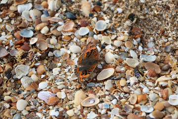 shells on the beach