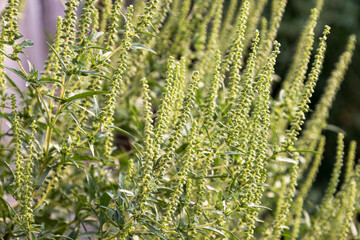 Flowering ragweed (Ambrosia artemisiifolia) plant growing outside, a common allergen - 757261413