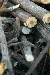 Fototapeta premium Pile of cut logs ready for fire