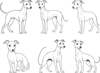 Dog hand drawn coloring page and outline vector design