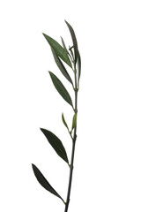 Olive branch