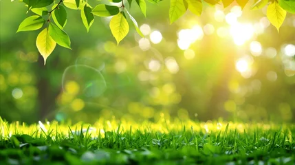 Foto op Plexiglas Sunlight filtering through green leaves on a fresh morning © Mustafa