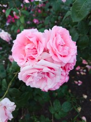 A rose flower with dew drops on the petals