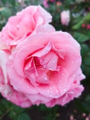 Obraz premium A rose flower with dew drops on the petals