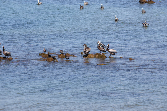 Pelicanos en medio del agua del mar azul.
