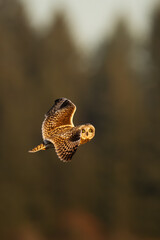 Short eared owl in flight