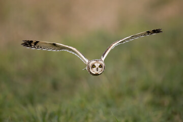 Short eared owl in flight