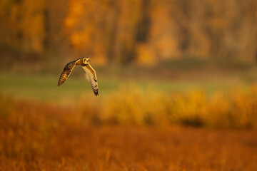 Short eared owl in flight
