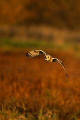 Short eared owl in flight