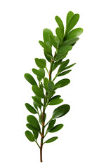 Green boxwood branch isolated on white background, Transparent PNG  - obrazy, fototapety, plakaty