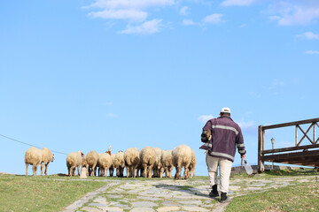 a flock of sheep and shepherd 