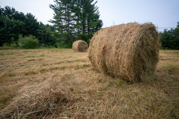Rolled Hay in a field in New England