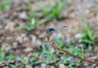 tropical insects in natural conditions on a sunny day in the Seychelles