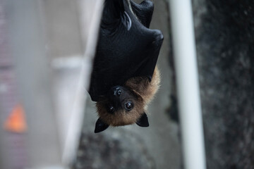 tropical flying fox resting and hanging upside down in the Seychelles