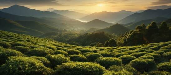 Green tea plantation in the mountains, top view at sunrise - obrazy, fototapety, plakaty