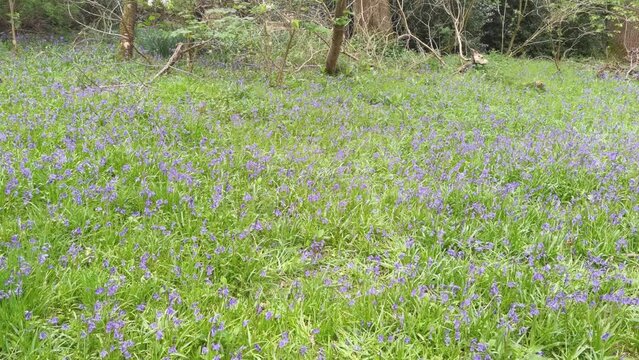 Bluebell wood forest springtimeAapril / May Nature outdoors carpet of wild flowers