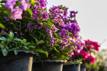 A close-up view of colorful bougainvillea flowers blooming beautifully in pots.