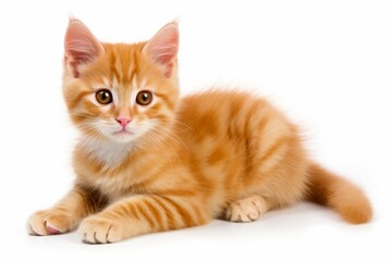 Close-up of adorable fluffy kitten with captivating eyes on a pristine white background
