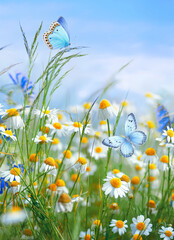 Fototapeta premium Beautiful field meadow flowers chamomile and butterfly against blue sky with clouds, nature spring summer landscape, close-up macro.
