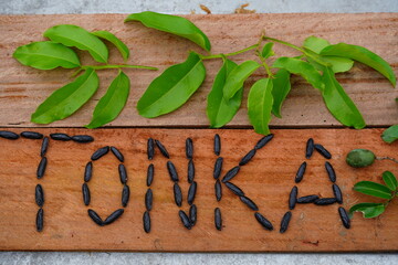 Dry Tonka beans of the Cumaru tree (Dipteryx odorata),  placed as a word. Also an unripe green...