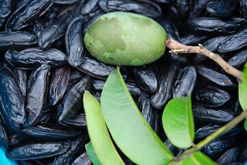 Dry tonka beans of the cumaru tree (Dipteryx odorata), also an unripe green fruit and leaves of the...