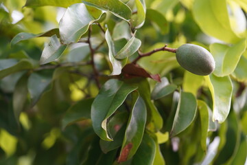 Unripe fruits and leaves of the cumaru tree (Dipteryx odorata). The fruits contain tonka beans with...