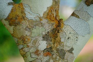 Different-colored bark of the cumaru tree (Dipteryx odorata). Its fruits are tonka beans, which...