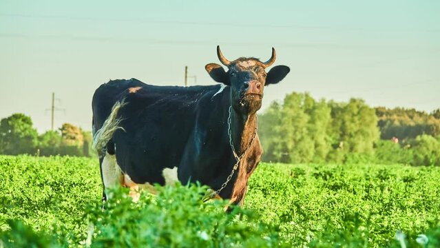 Black cow grazing on pasture with green grass