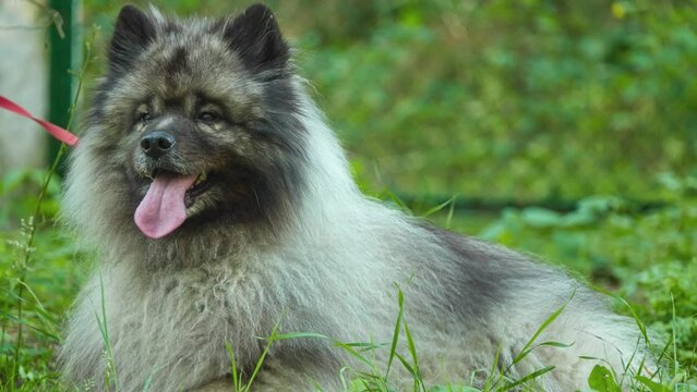 Keeshond is medium-sized dog with plush, two-layer coat