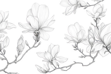 Magnolia flowers drawing with line-art on white backgrounds.