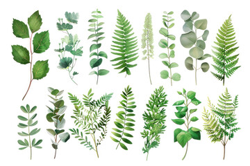 Set with leaves. Botanical illustration. Fern, eucalyptus, boxwood. Vintage floral background. - obrazy, fototapety, plakaty
