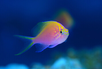 可愛いハナゴンベの幼魚