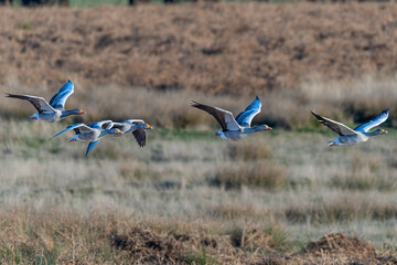 Greylag goose in formation flight over richmond Park
