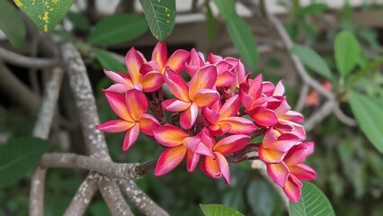Branch with a cluster of red frangipani