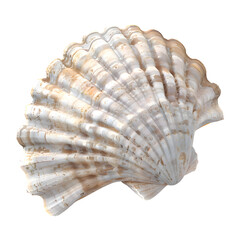 Oyster shell isolated on transparent background