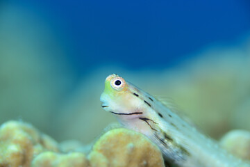 イシガキカエルウオ