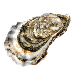 Oyster shell isolated on transparent background