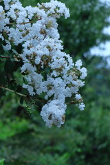真夏の青空に映える
