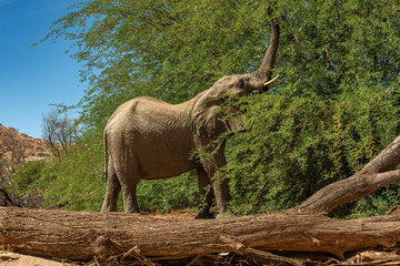 Desert elephant on the banks of the dry Ugab river, Namibia - 757291832