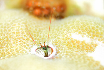 カンザシヤドカリ