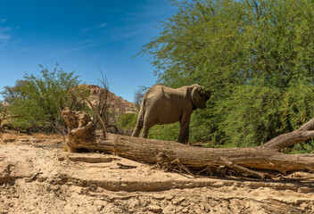 Desert elephant on the banks of the dry Ugab river, Namibia - 757293619