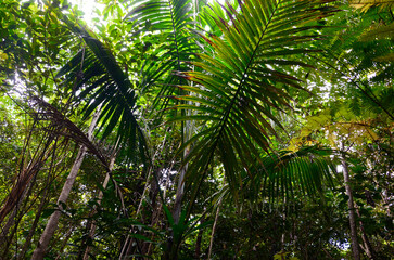 Tropical rainforest landscape, concept for traveling, jungle, environment, exotic botany