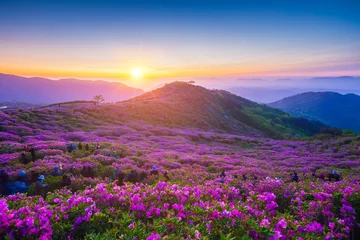 Foto op Canvas Morning and spring view of pink azalea flowers at Hwangmaesan Mountain with the background of sunlight and foggy mountain range near Hapcheon-gun, South Korea. © panyaphotograph