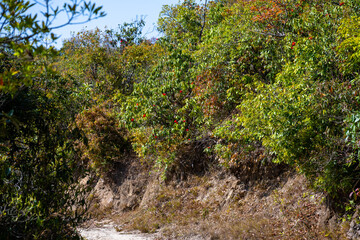 Autumnal Rhododendron and Foliage along the Nagarkot-Dhulikhel Trek, Nepal