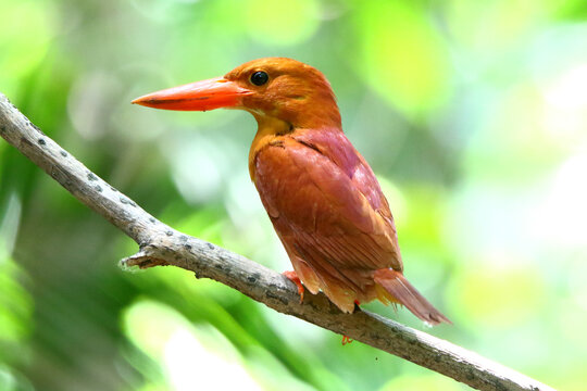 Ruddy Kingfisher