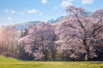 cherry blossom trees in bloom around Yongbi Lake in Seosan, South Korea.