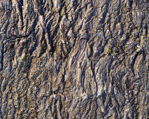 Pattern and structure of oak bark. Detail shot.