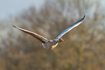 A single greylag Goose in flight over Richmond Park in High resulation photo