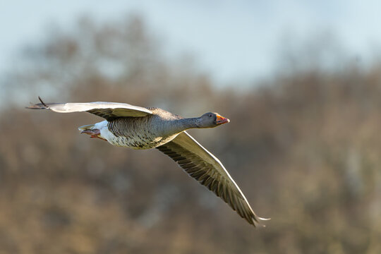A single greylag Goose in flight over Richmond Park in High resulation photo